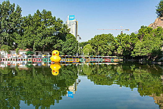 新疆乌鲁木齐红山公园人工湖大黄鸭