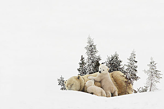 北极熊,母亲,雪地,瓦普斯克国家公园,丘吉尔市,曼尼托巴,加拿大