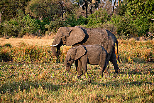 幼兽,大象,站立,草丛,博茨瓦纳,非洲,大幅,尺寸