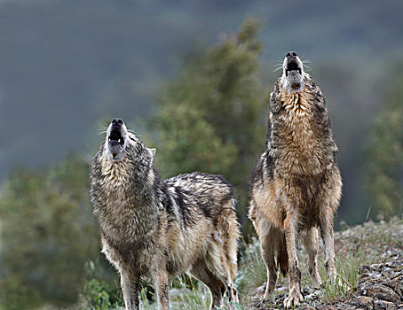 大灰狼,狼,一对,叫喊,明尼苏达