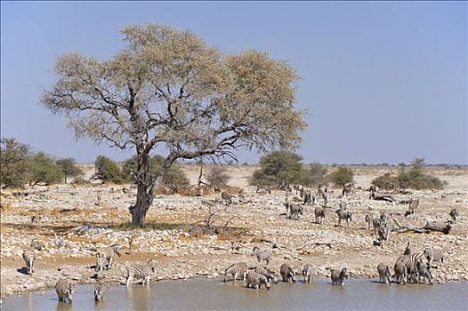 牧群,斑马,水坑,埃托沙国家公园,纳米比亚,非洲