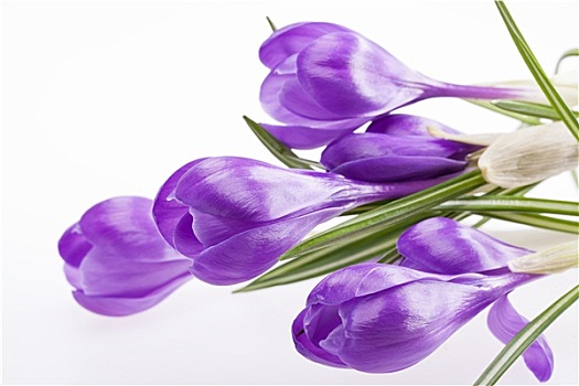 花,紫罗兰,藏红花,隔绝,白色背景,背景
