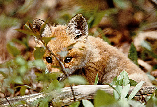 加拿大,波恩特佩利国家公园,年轻,红狐,上方,原木