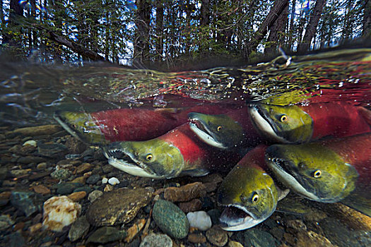 红大马哈鱼,红鲑鱼,群,游泳,迅速,亚当斯河,省立公园,不列颠哥伦比亚省,加拿大