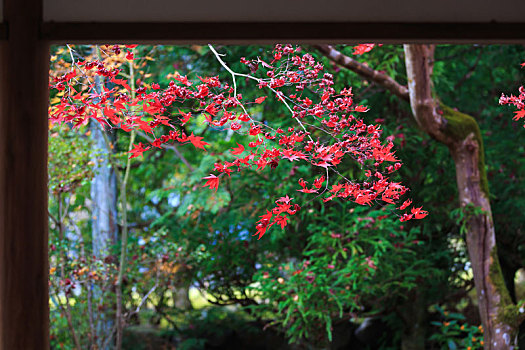 门框,里看到,日式,花园里,枫叶,树枝,树林