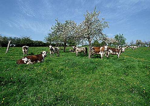 母牛,绿色,草场