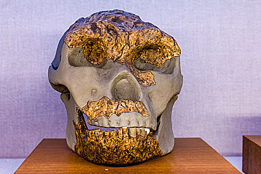 早期人类头盖骨化石