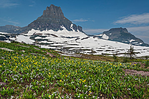 野花,冰川国家公园,蒙大拿,大幅,尺寸