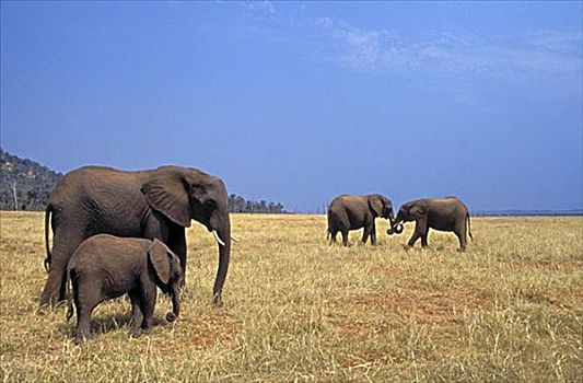 非洲象,卡里巴湖,马图萨顿纳国家公园,津巴布韦