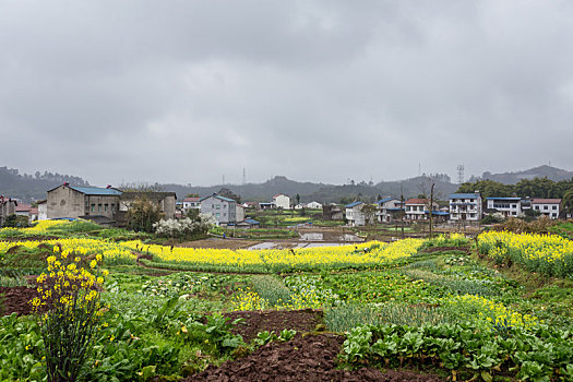 油菜花