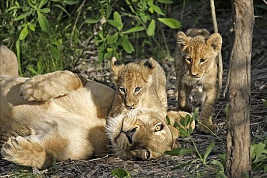 狮子,豹,雌狮,玩,幼兽,交际,互动,南非