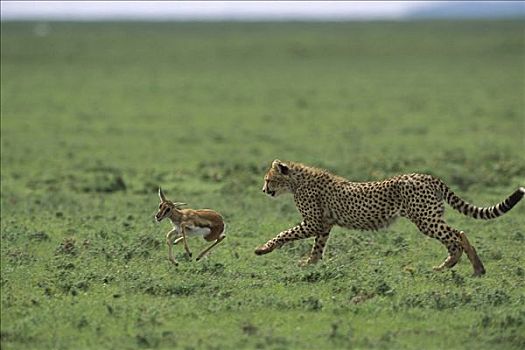 印度豹,猎豹,9个月大,幼兽,追逐,汤氏瞪羚,恩格罗恩格罗,保护区,坦桑尼亚,东非