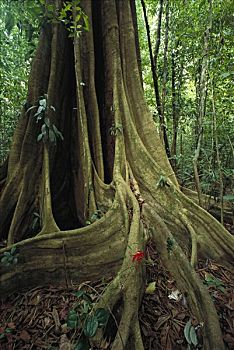 无花果,板状根,低地,热带雨林,哥斯达黎加