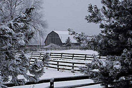 谷仓,屋顶,农场,遮盖,雪,冬天,魁北克,加拿大