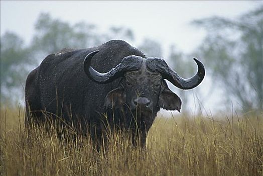 南非水牛,马赛马拉国家保护区