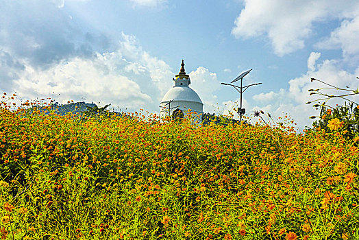 尼泊尔,喜马拉雅山,山,波卡拉,佛塔,世界,平和,塔,花圃