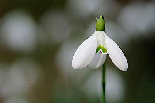 雪花莲