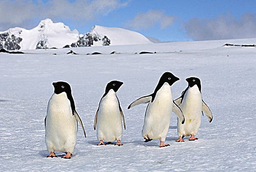 南极,南,岛屿,阿德利企鹅,走