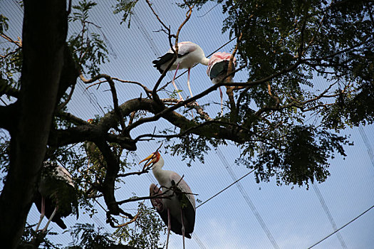 马来西亚吉隆坡中央公园雀鸟公园