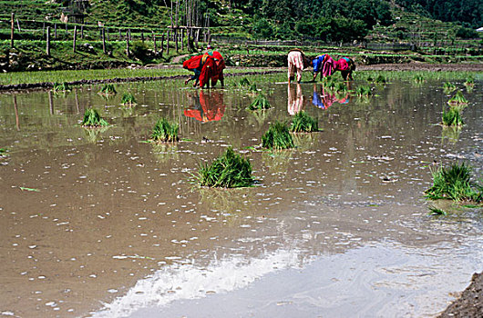 种植,稻米,东方,克什米尔,查谟-克什米尔邦,印度,亚洲