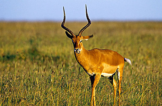 肯尼亚,马赛马拉,雄性,黑斑羚