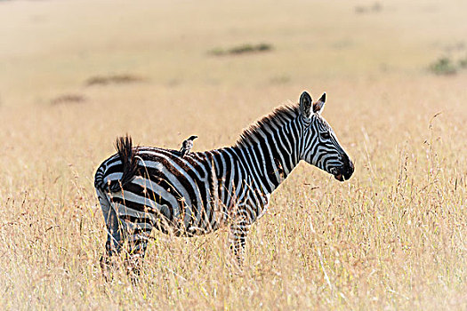 斑马,热带草原,肯尼亚