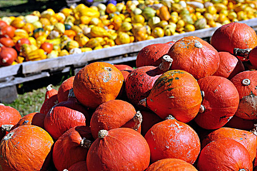 南瓜,健康,有机食品,背景,秋季,市场,就绪,假日
