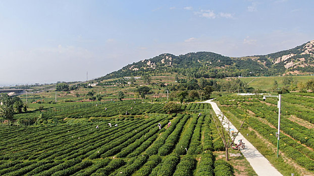 山东省日照市,万亩茶园风景如画,茶农采摘秋茶一片繁忙