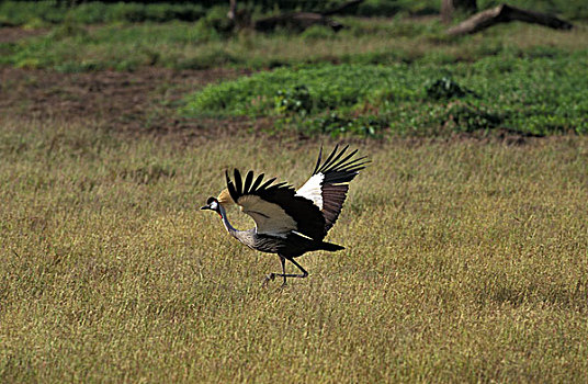 鹤,灰冠鹤,成年,起飞,公园,肯尼亚