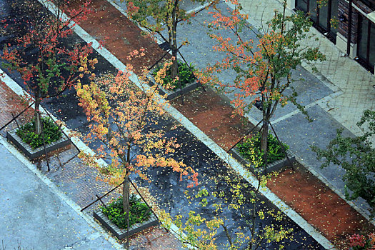 山东省日照市,立冬节气风雨交加,落叶缤纷铺满路面成靓丽风景,气象部门连续发布寒潮大风预警信号