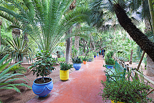 花园,植物园,玛拉喀什,摩洛哥,非洲