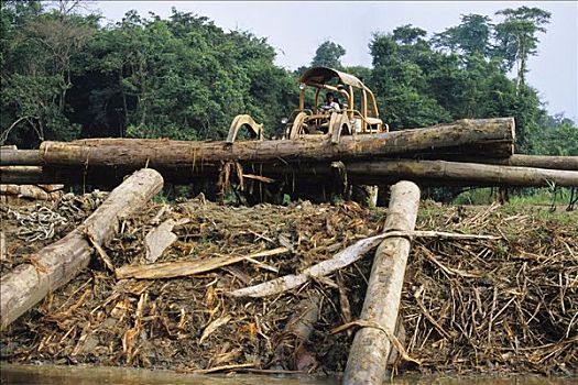 破坏,雨林,森林采伐,婆罗洲,东南亚