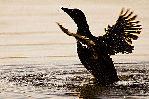 绒鸭,雌性,翼,靠近,冰岛