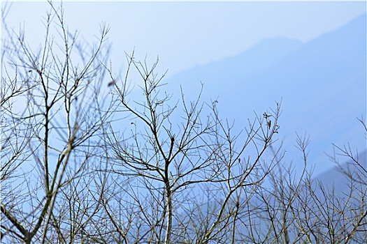 树,山,冬天,蓝色