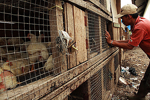 笼子,鸡,印度尼西亚,七月,2007年