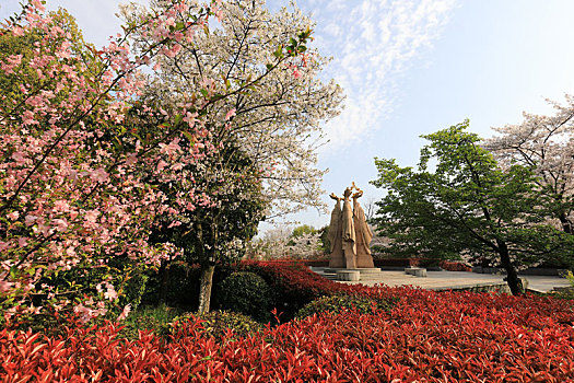 南京雨花台樱花苑