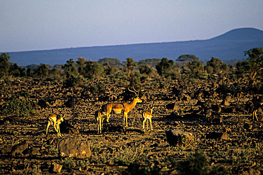 肯尼亚,安伯塞利国家公园,公园,黑斑羚,牧群