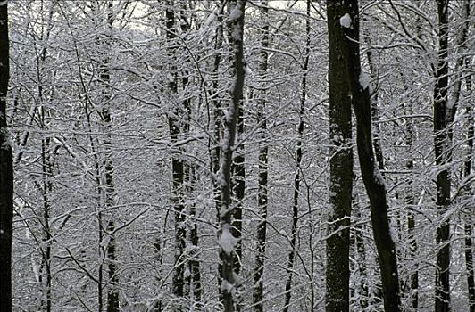 积雪,树林,冬天,雪,地区,巴登符腾堡,德国