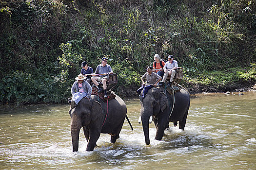 旅游,大象,跋涉,清迈,泰国