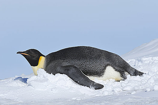 帝企鹅,雪丘岛,南极半岛