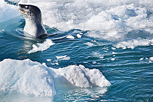 南极动物豹海豹