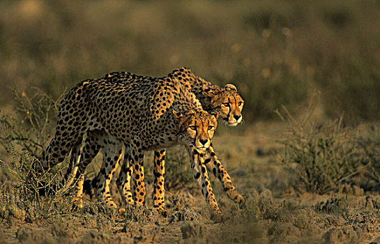 印度豹,猎豹,猎捕,卡拉哈迪大羚羊国家公园,卡拉哈里沙漠,南非,非洲