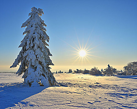 积雪,针叶树,早晨,太阳,山,巴伐利亚,德国
