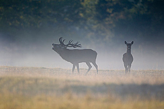 赤鹿,鹿属,鹿,杜鹿,叫,旁侧,雌鹿,薄雾,黎明,发情期,公园,英格兰,英国,欧洲