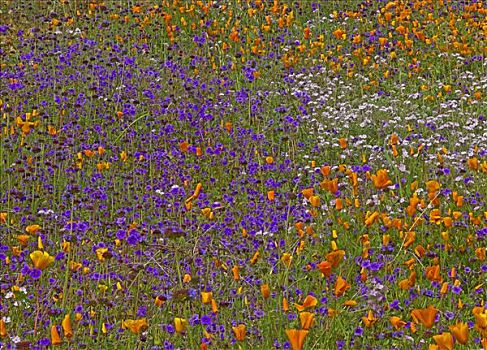 花菱草,野风信子,地毯,春天,山坡,加利福尼亚