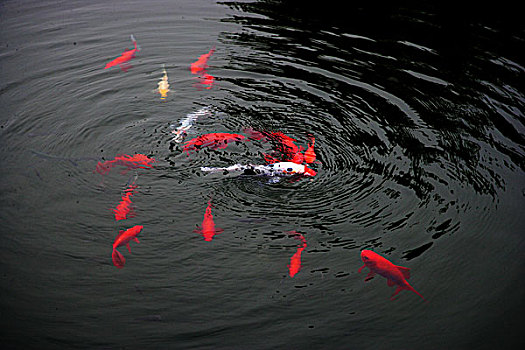 南京湖滨金陵池塘里的花色锦鲤鱼
