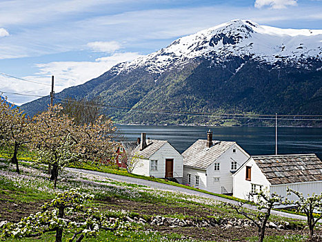风景,雪山,峡湾,苹果树,开花,春天,白房子,靠近,挪威,斯堪的纳维亚,欧洲