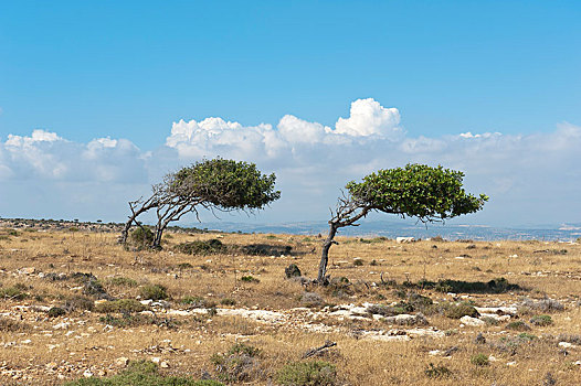 风,树,生长,两个,一个,方向,帽,帕福斯,塞浦路斯,欧洲