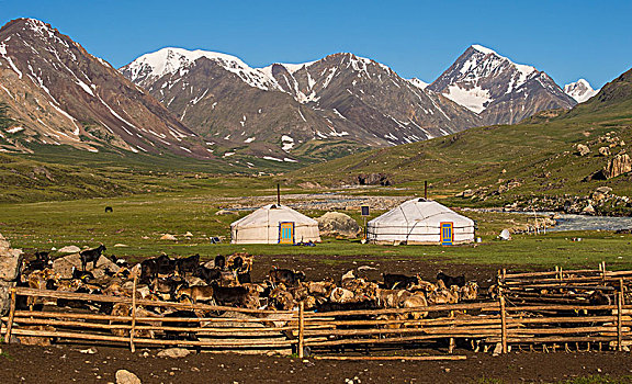 成群,山羊,蒙古包,游牧,山,背影,蒙古,亚洲
