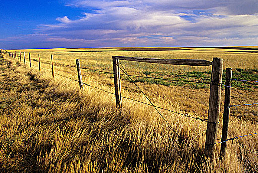 栅栏,土地,西南,萨斯喀彻温,加拿大